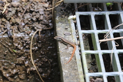 Sphenomorphus incognitus