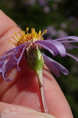 Felicia hyssopifolia