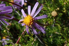 Felicia hyssopifolia