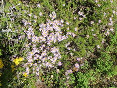 Felicia hyssopifolia
