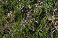Felicia hyssopifolia