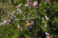 Felicia hyssopifolia