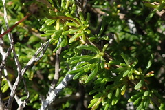 Felicia hyssopifolia
