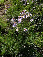 Felicia hyssopifolia