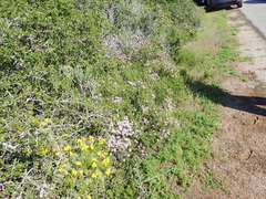 Felicia hyssopifolia