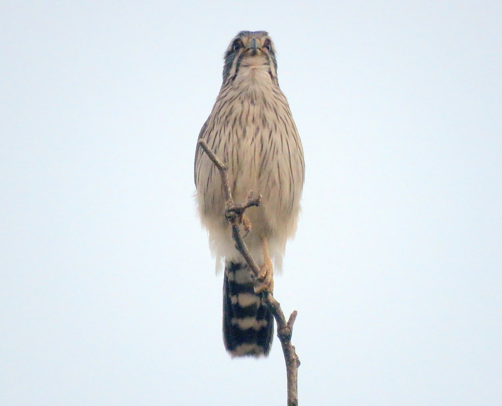 Spot-winged Falconet