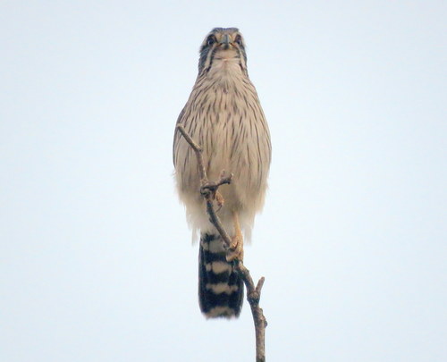 Spiziapteryx circumcincta