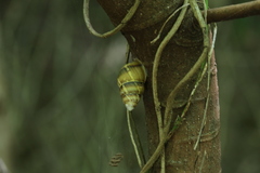 Dolicheulota formosensis