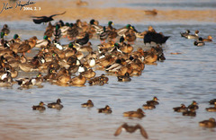 Baikal Teal photo 5