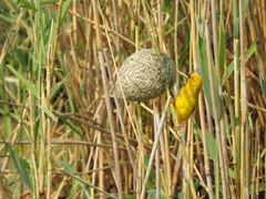 Ploceus subaureus subaureus