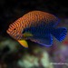 Potter's Angelfish - Photo (c) Craig Fujii, some rights reserved (CC BY-NC-ND), uploaded by Craig Fujii