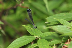 Psolodesmus mandarinus dorothea