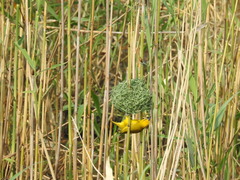 Ploceus subaureus subaureus