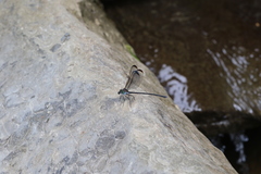 Psolodesmus mandarinus dorothea