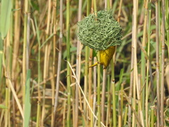 Ploceus subaureus subaureus