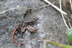 Sphenomorphus incognitus