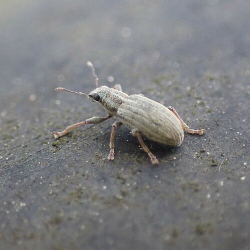 Pea leaf weevil