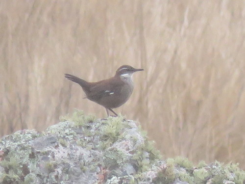 Cinclodes atacamensis