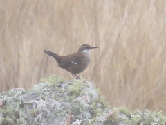 Cinclodes atacamensis