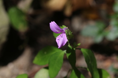 Dicliptera tinctoria