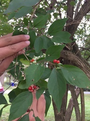Lonicera dioica