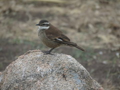 Cinclodes olrogi