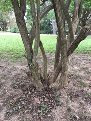 Lonicera dioica
