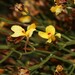 Jacksonia viscosa - Photo (c) robert davis, μερικά δικαιώματα διατηρούνται (CC BY-NC), uploaded by robert davis