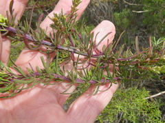 Hebenstretia robusta