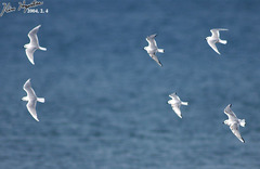 Saundersilarus saundersi