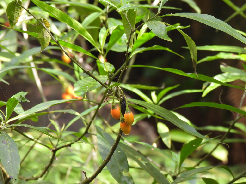 kangarooapple from Olinda VIC 3788, Australia on April 28, 2023 at 10