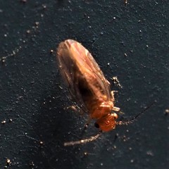 Lachesillidae