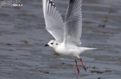 Saundersilarus saundersi