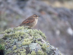 Cinclodes comechingonus