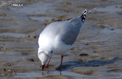 Saundersilarus saundersi