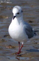 Saundersilarus saundersi