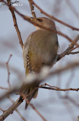 Picus canus
