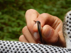 Cheliomyrmex morosus