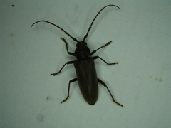 Enaphalodes hispicornis