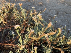 Heliotropium curassavicum