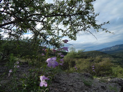 Penstemon amphorellae