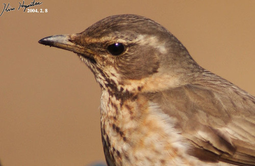 Naumann's Thrush (Turdus naumanni), photo 10