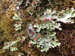 Pseudocyphellaria homoeophylla