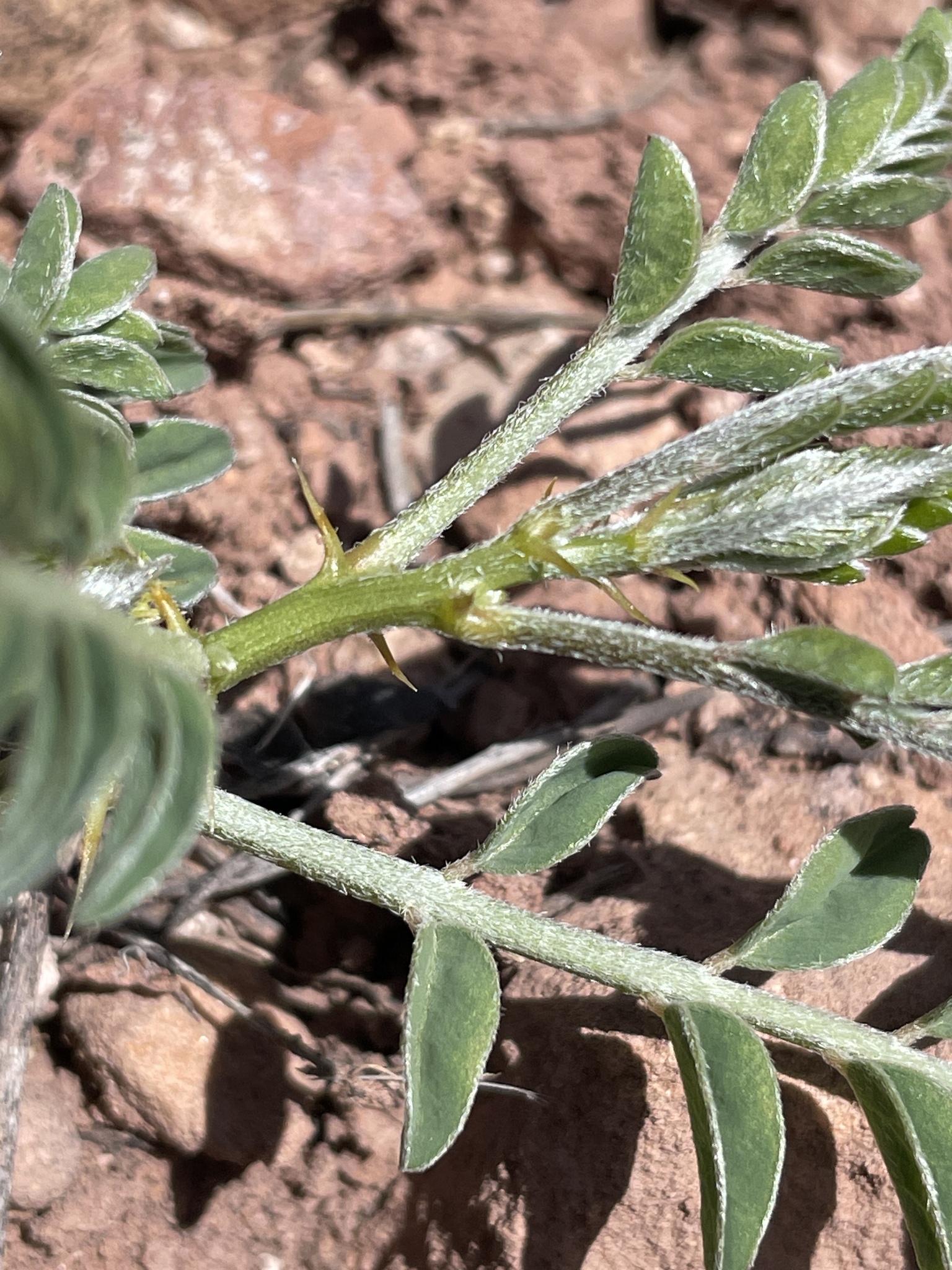 Peteria thompsoniae S.Watson