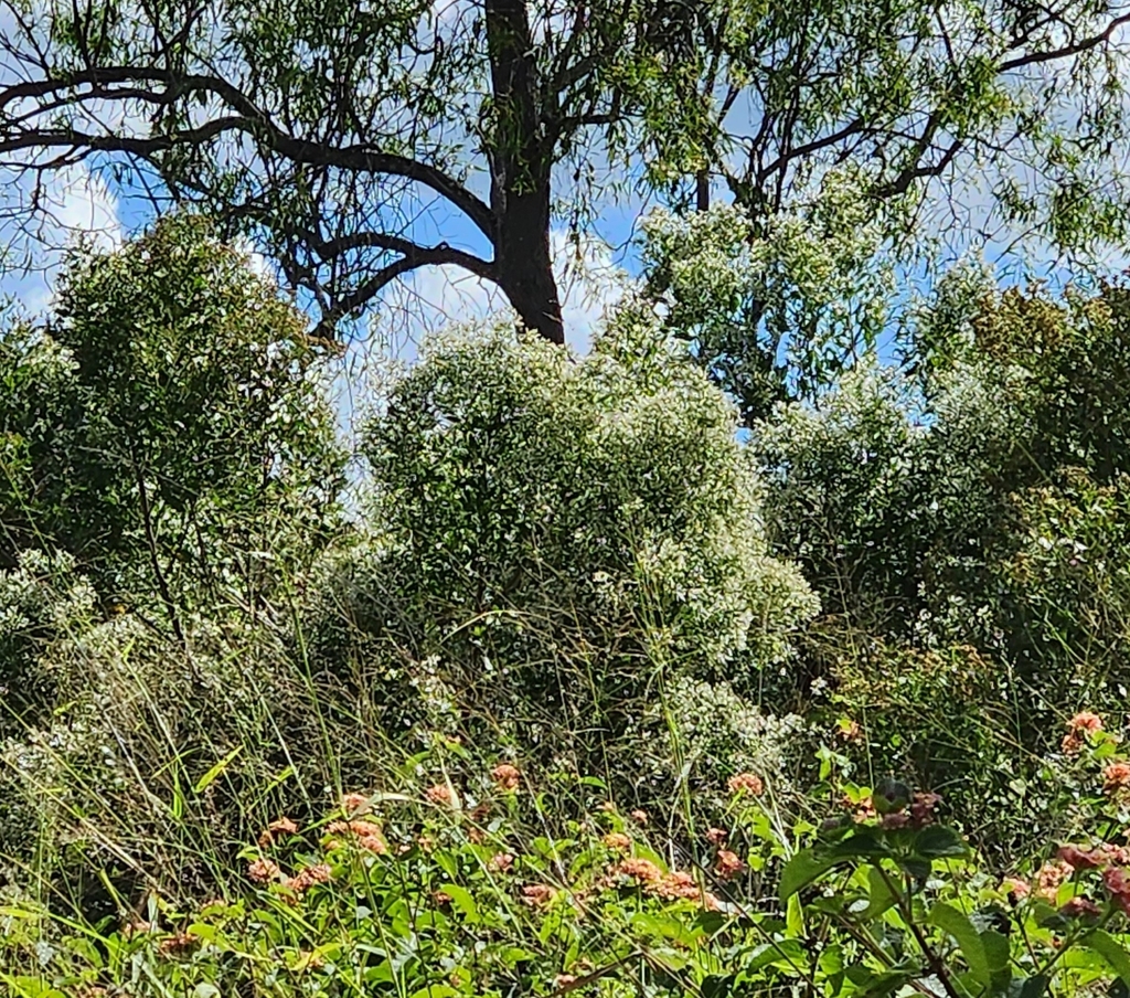 groundsel tree from Willowbank QLD 4306, Australia on April 28, 2023 at