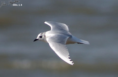 Saundersilarus saundersi