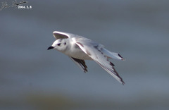 Saundersilarus saundersi