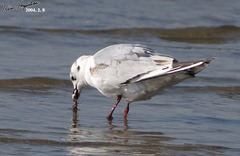 Saundersilarus saundersi