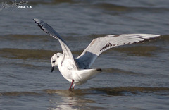 Saundersilarus saundersi