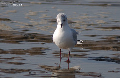 Saundersilarus saundersi